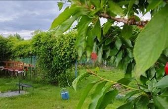 Eladó Székesfehérvári hétvégi ház hirdetés (39943233)