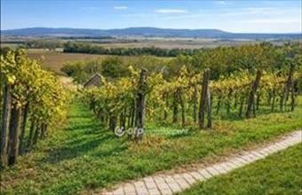 Eladó Mindszentkállai egyéb mezőgazdasági ingatlan hirdetés (83945944)