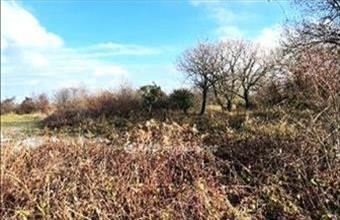 Eladó Tési egyéb telek hirdetés (58653968)