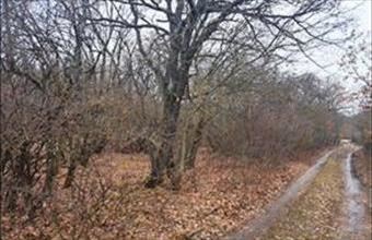 Eladó Balatonudvari erdő hirdetés (37545679)