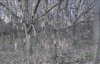 Eladó Bajai lakóövezeti telek hirdetés (34929715)