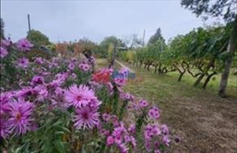 Eladó Mogyoródi egyéb telek hirdetés (95791554)