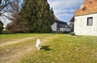 Eladó Szatymazi tanya hirdetés (37633594)