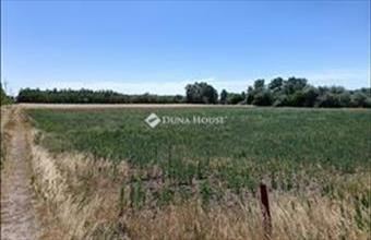 Eladó Szegedi termőföld, szántó hirdetés (72572369)