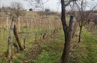 Eladó Zalaszentlászlói hétvégi ház hirdetés (95859644)