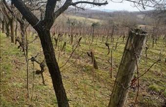 Eladó Zalaszentlászlói hétvégi ház hirdetés (95859644)