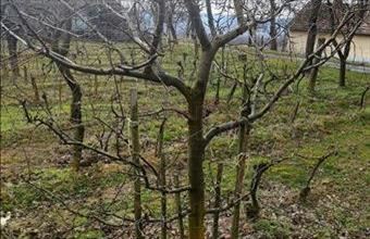 Eladó Zalaszentlászlói hétvégi ház hirdetés (95859644)