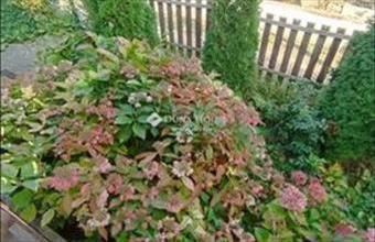 Eladó Gombai hétvégi ház hirdetés (27425734)