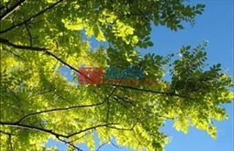 Eladó Sárszentlőrinci egyéb telek hirdetés (24945397)