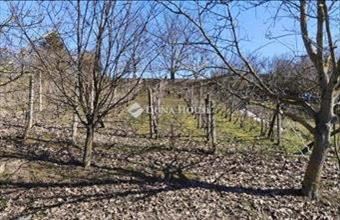 Eladó Pellérdi külterületi telek hirdetés (22348233)