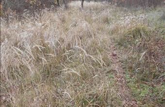 Eladó Sümegi zártkert hirdetés (47774268)