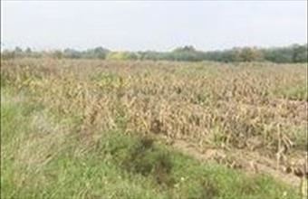 Eladó Alsónémedi egyéb ipari ingatlan hirdetés (49394474)