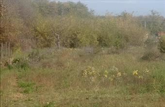 Eladó Dabasi egyéb telek hirdetés (79348773)