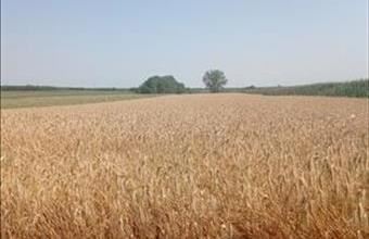 Eladó Dabasi egyéb ipari ingatlan hirdetés (42369772)