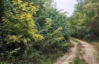 Eladó Dabasi termőföld, szántó hirdetés (43442484)