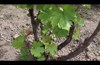 Eladó Alsóörsi egyéb mezőgazdasági ingatlan hirdetés (83664923)