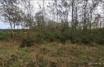 Eladó Zánkai erdő hirdetés (54386289)