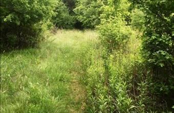 Eladó Balatonakali erdő hirdetés (93944851)