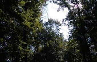 Eladó Balatonakali erdő hirdetés (93944851)