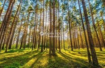 Eladó Gyömrői külterületi telek hirdetés (64348933)