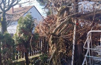 Eladó Hévízi családi ház hirdetés (75587893)