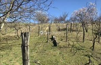 Eladó Móri egyéb telek hirdetés (99437784)