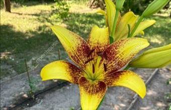 Eladó Bőnyi egyéb telek hirdetés (42524343)