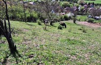 Eladó Rádi családi ház hirdetés (35538355)