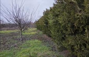 Eladó Detki lakóövezeti telek hirdetés (37925397)