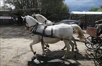 Eladó Debreceni tanya hirdetés (73326925)