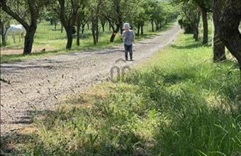Eladó Zánkai egyéb mezőgazdasági ingatlan hirdetés (79637332)