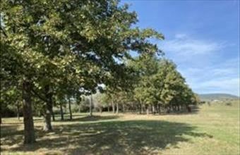 Eladó Zánkai egyéb mezőgazdasági ingatlan hirdetés (74343572)