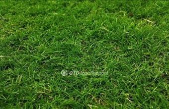 Eladó Gyömörei lakóövezeti telek hirdetés (33994436)