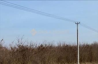 Eladó Nyírbogdányi erdő hirdetés (43284493)