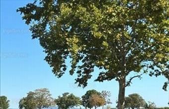 Eladó Zamárdi lakóövezeti telek hirdetés (67717978)