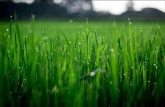 Eladó Szadai lakóövezeti telek hirdetés (59423731)