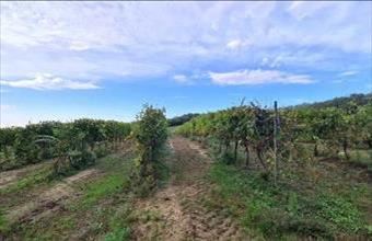 Eladó Győrújbaráti termőföld, szántó hirdetés (37417923)