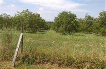 Eladó Cserszegtomaji termőföld, szántó hirdetés (84322834)