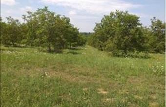 Eladó Cserszegtomaji termőföld, szántó hirdetés (35428983)