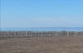 Eladó Balatonvilágosi egyéb mezőgazdasági ingatlan hirdetés (38245443)