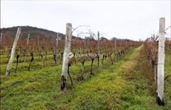 Eladó Nadapi termőföld, szántó hirdetés (49725153)