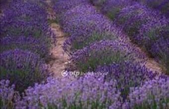 Eladó Pátyi egyéb mezőgazdasági ingatlan hirdetés (76358429)