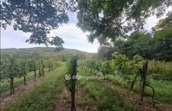 Eladó Káptalantóti külterületi telek hirdetés (14794335)