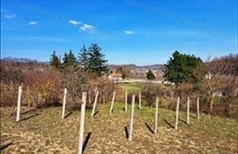 Eladó Balatonfüredi egyéb mezőgazdasági ingatlan hirdetés (14747945)