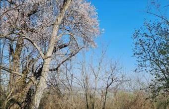 Eladó Mindszentkállai egyéb mezőgazdasági ingatlan hirdetés (22748374)