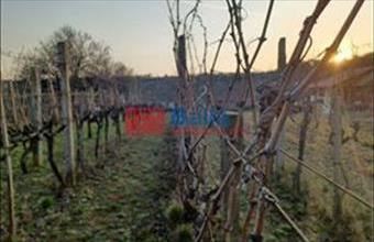 Eladó Pázmándi hétvégi ház hirdetés (36657733)