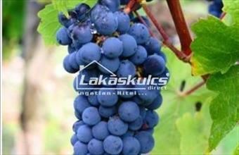 Eladó Soproni lakóövezeti telek hirdetés (27812629)