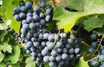 Eladó Soproni lakóövezeti telek hirdetés (31233325)