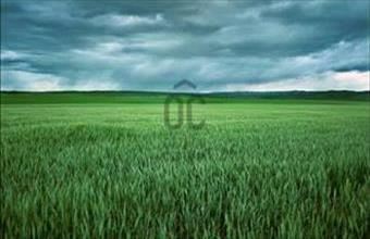 Eladó Vecsési egyéb mezőgazdasági ingatlan hirdetés (88434823)