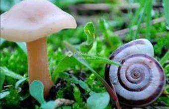 Eladó Gödöllői lakóövezeti telek hirdetés (57449842)